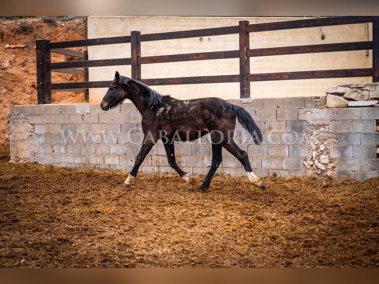 KWPN Hengst 4 Jahre 160 cm Rappe in Valencia