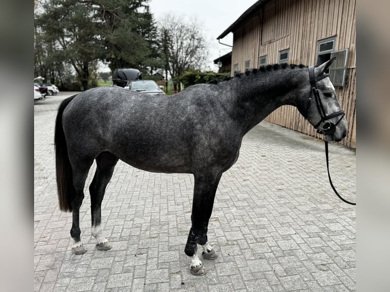 KWPN Hengst 4 Jahre 161 cm Schimmel in Meiningen