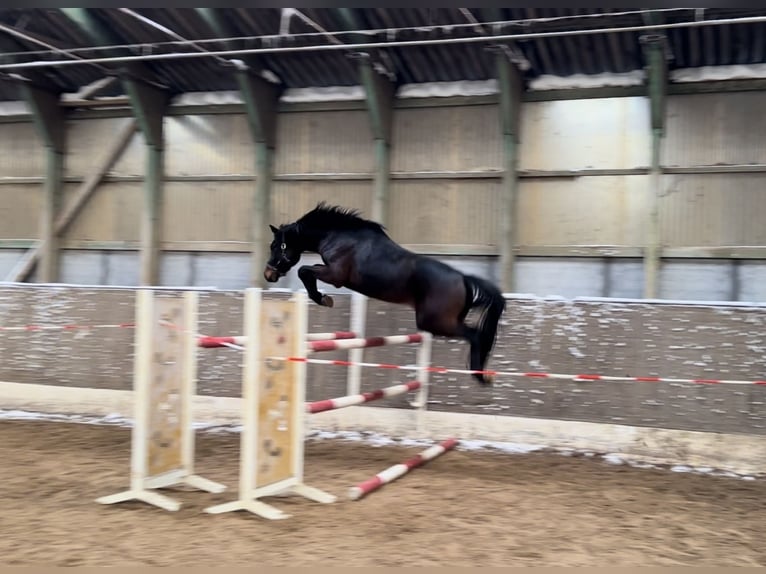 KWPN Hengst 4 Jahre 163 cm Dunkelbrauner in Samern