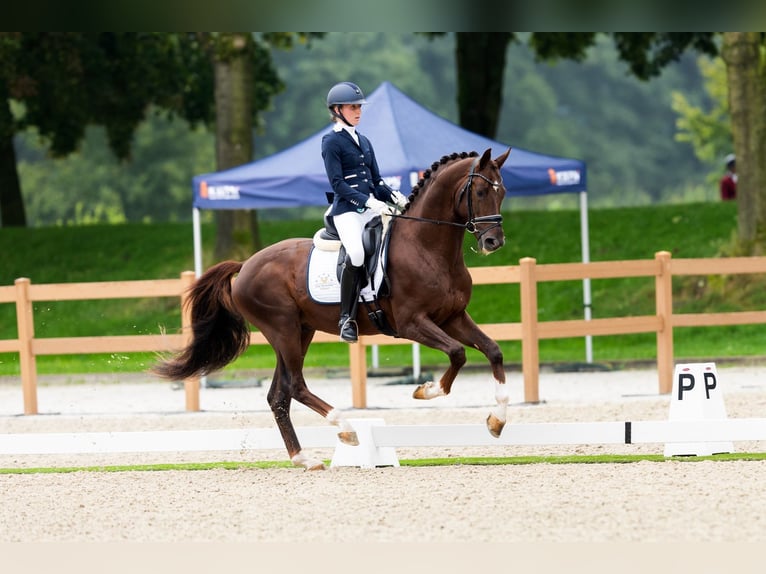 KWPN Hengst 4 Jahre 165 cm Brauner in Gieten