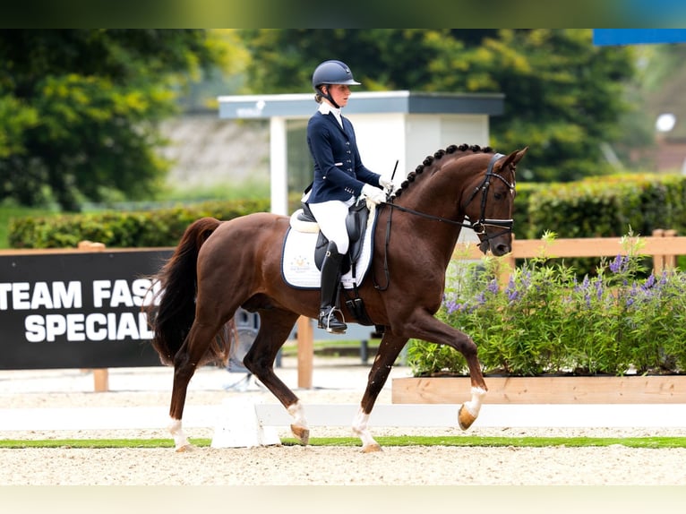 KWPN Hengst 4 Jahre 165 cm Brauner in Gieten