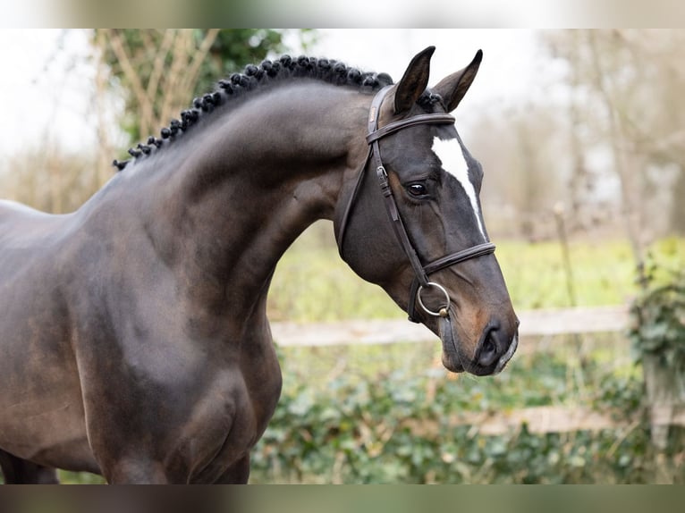 KWPN Hengst 4 Jahre 166 cm  in Heerde