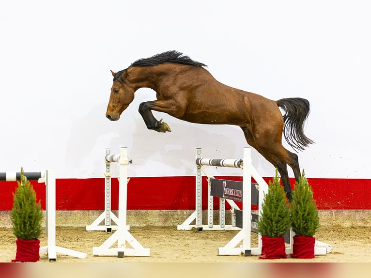 KWPN Hengst 4 Jahre 167 cm Brauner in Waddinxveen