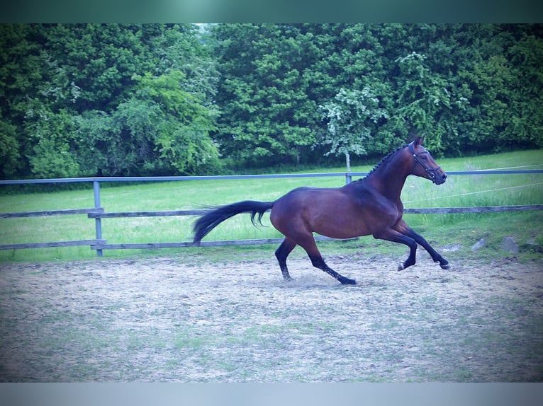 KWPN Hengst 4 Jahre 168 cm Brauner in Schadneramt
