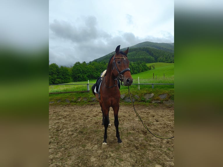 KWPN Hengst 4 Jahre 168 cm Brauner in Schadneramt