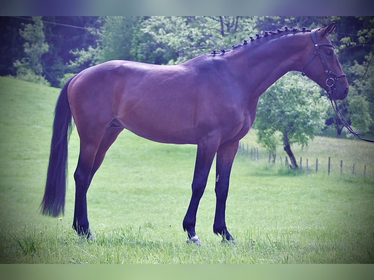 KWPN Hengst 4 Jahre 168 cm Brauner in Schadneramt