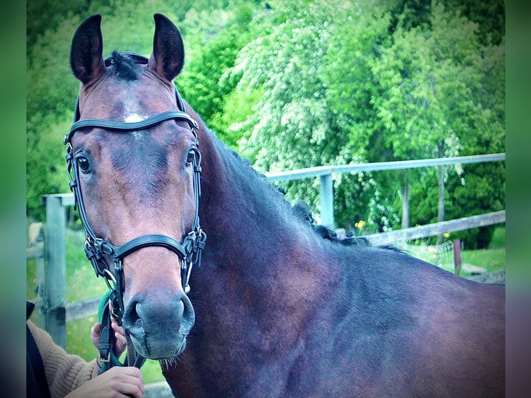 KWPN Hengst 4 Jahre 168 cm Brauner in Schadneramt