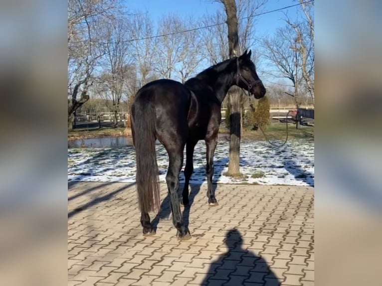 KWPN Hengst 4 Jahre 168 cm in Békéscsaba