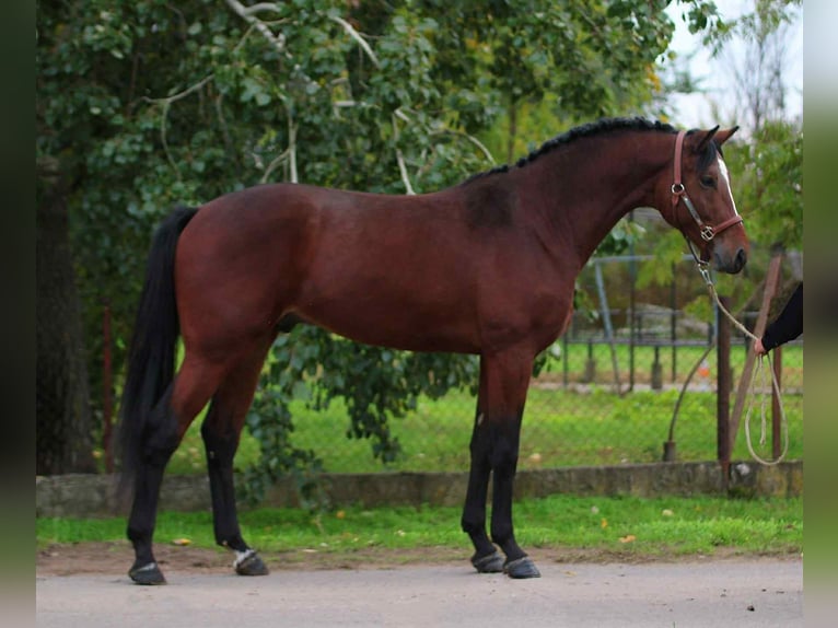 KWPN Hengst 4 Jahre 168 cm Dunkelbrauner in Kecskemet