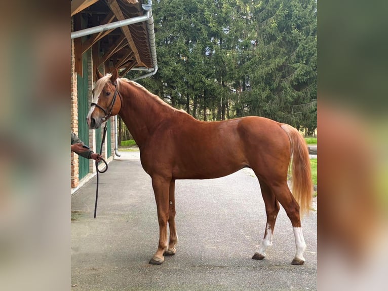 KWPN Hengst 4 Jahre 168 cm Fuchs in Murska Soboda