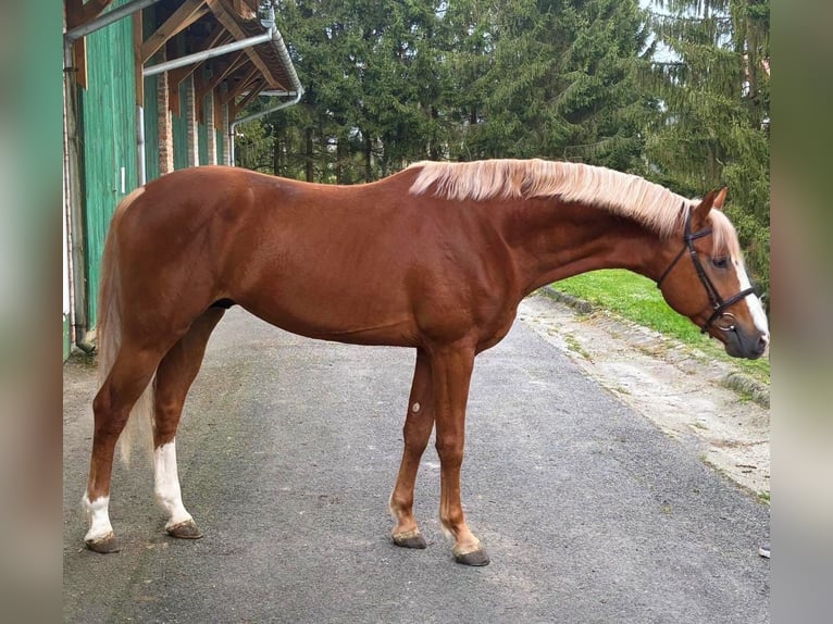 KWPN Hengst 4 Jahre 168 cm Fuchs in Murska Soboda