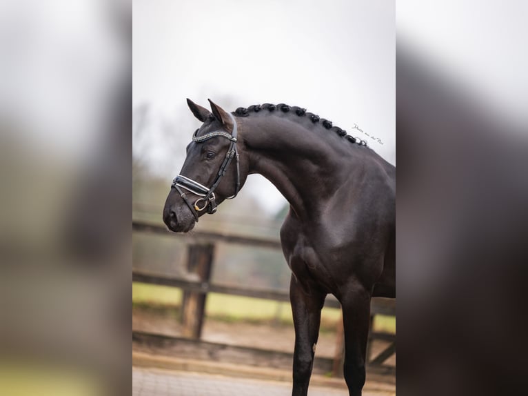 KWPN Hengst 4 Jahre 168 cm Rappe in Nispen