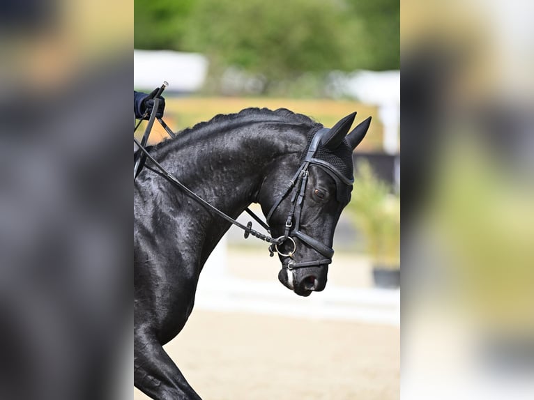 KWPN Hengst 4 Jahre 168 cm Rappe in Pont-à-Marcq