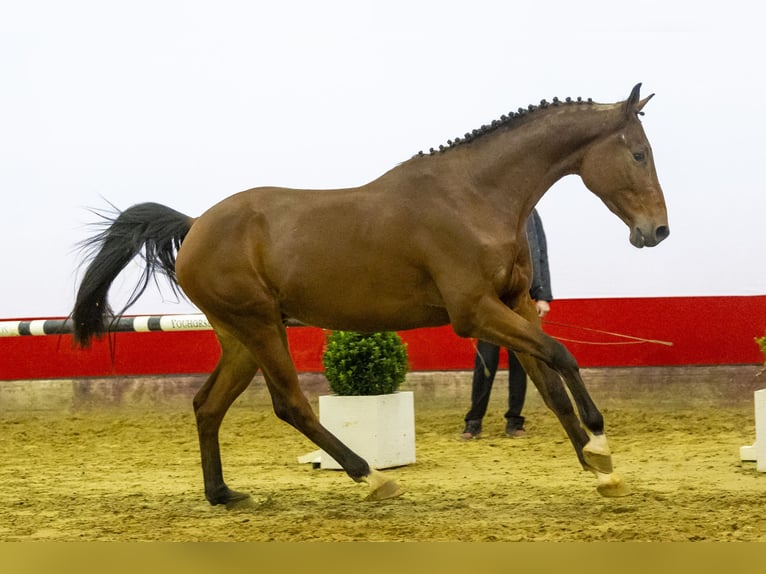 KWPN Hengst 4 Jahre 169 cm Brauner in Waddinxveen