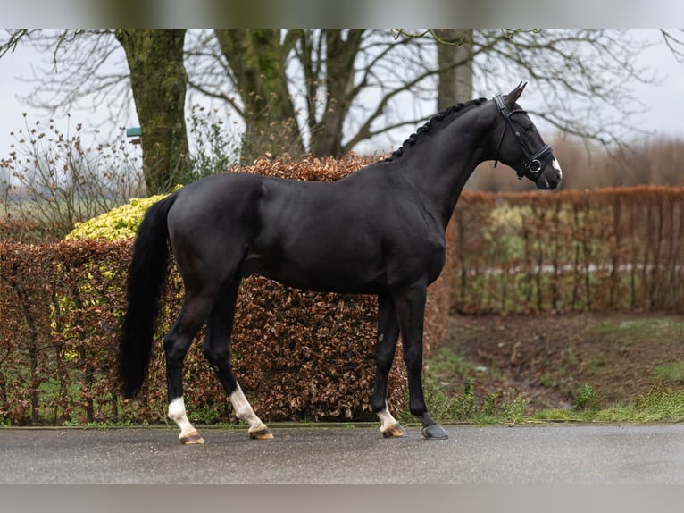 KWPN Hengst 4 Jahre 169 cm Rappe in Harreveld