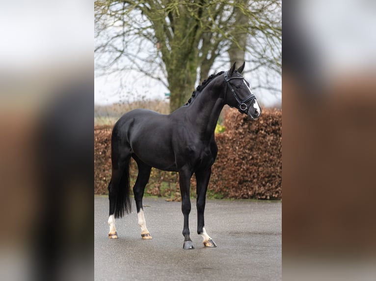 KWPN Hengst 4 Jahre 169 cm Rappe in Harreveld