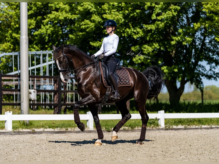 KWPN Hengst 4 Jahre 170 cm Brauner in Wijhe