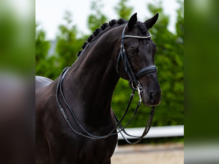 KWPN Hengst 4 Jahre 170 cm Brauner in Wijhe