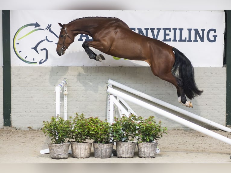KWPN Hengst 4 Jahre 170 cm Brauner in Heerde