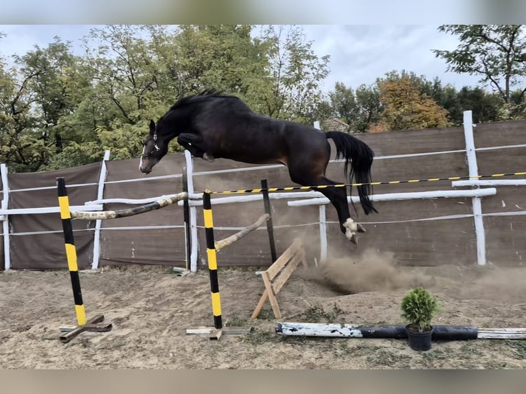 KWPN Hengst 4 Jahre 170 cm Brauner in Békéscsaba