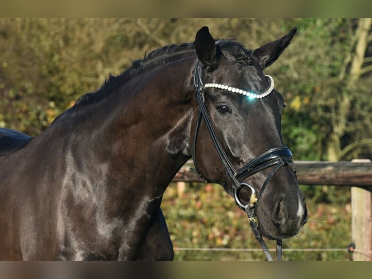 KWPN Hengst 4 Jahre 170 cm Rappe in Neuss