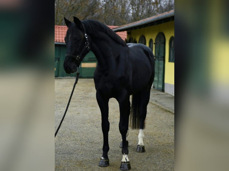 KWPN Hengst 4 Jahre 170 cm Rappe in Murska Soboda
