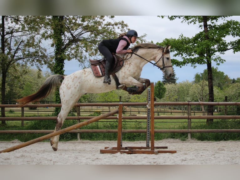 KWPN Hengst 4 Jahre 171 cm Tigerschecke in Castres-Gironde