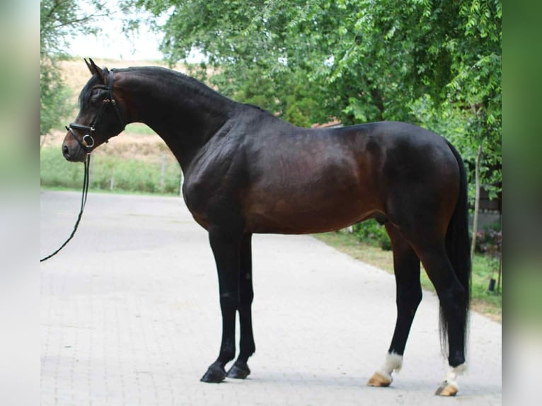 KWPN Hengst 4 Jahre 172 cm Dunkelbrauner in B&#xE9;k&#xE9;scsaba