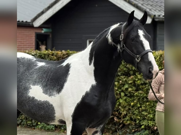 KWPN Hengst 4 Jahre 172 cm Schecke in Montegibbio