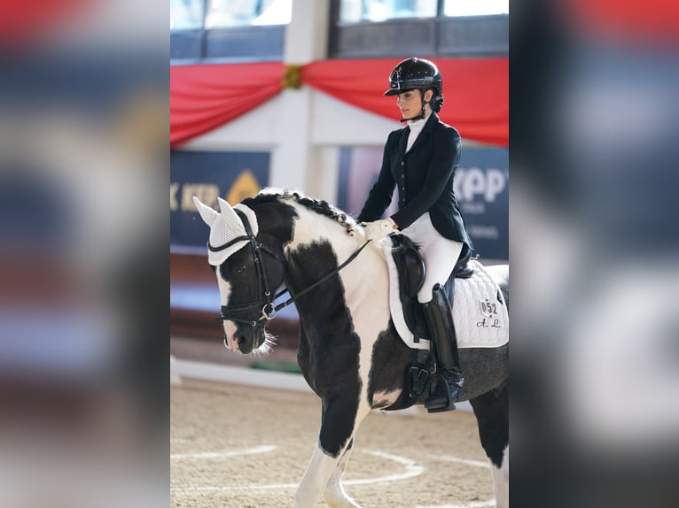 KWPN Hengst 4 Jahre 172 cm Schecke in Montegibbio