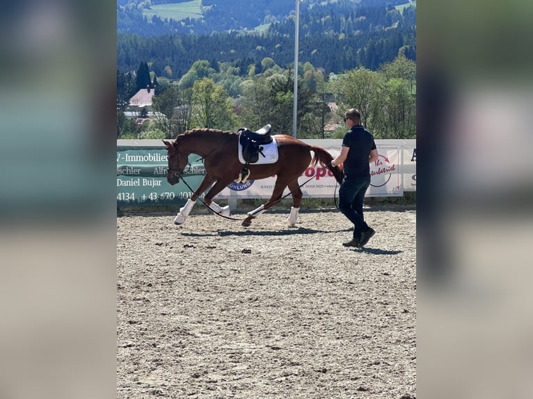 KWPN Hengst 4 Jahre 173 cm Fuchs in Leogang