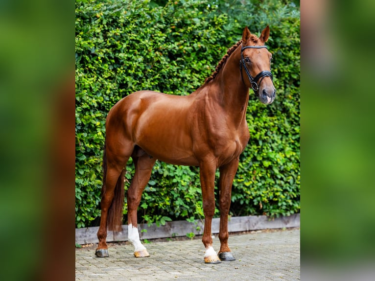 KWPN Hengst 4 Jahre 173 cm Fuchs in Veghel
