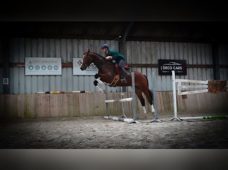 KWPN Hengst 4 Jahre 173 cm Rotbrauner in HEUVELLAND