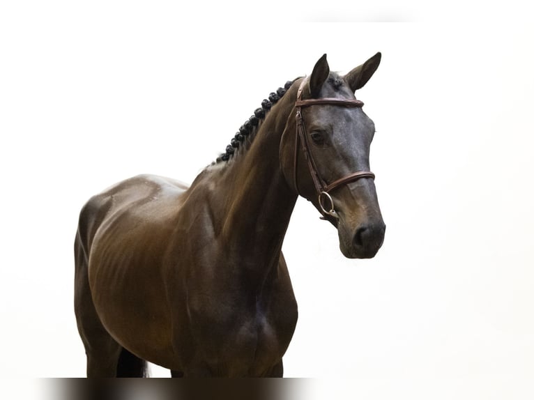 KWPN Hengst 4 Jahre 173 cm Schwarzbrauner in Waddinxveen