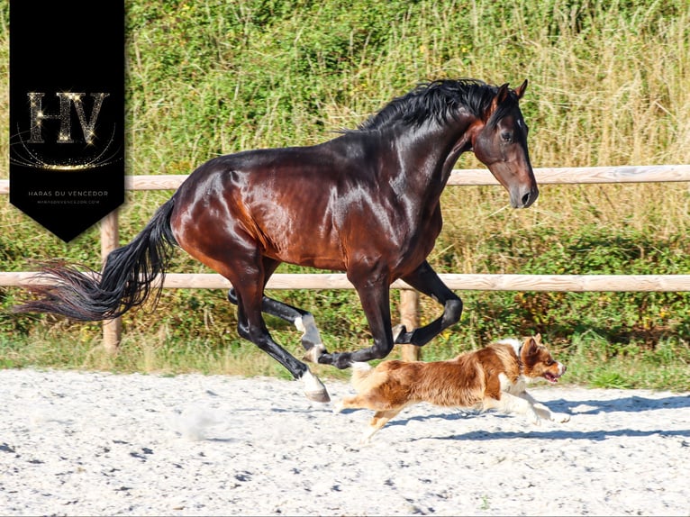 KWPN Hengst 4 Jahre 175 cm Brauner in Marly-sous-Issy