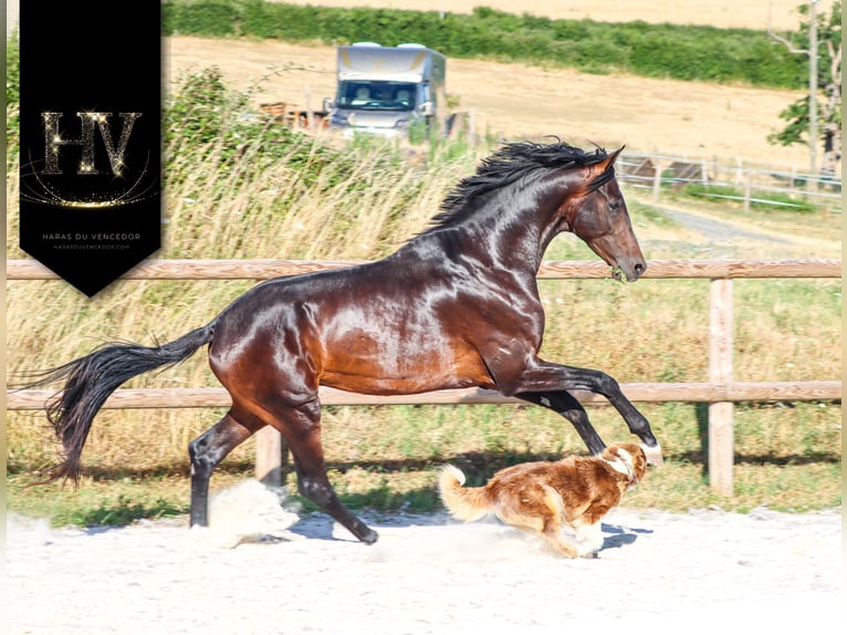 KWPN Hengst 4 Jahre 175 cm Brauner in Marly-sous-Issy