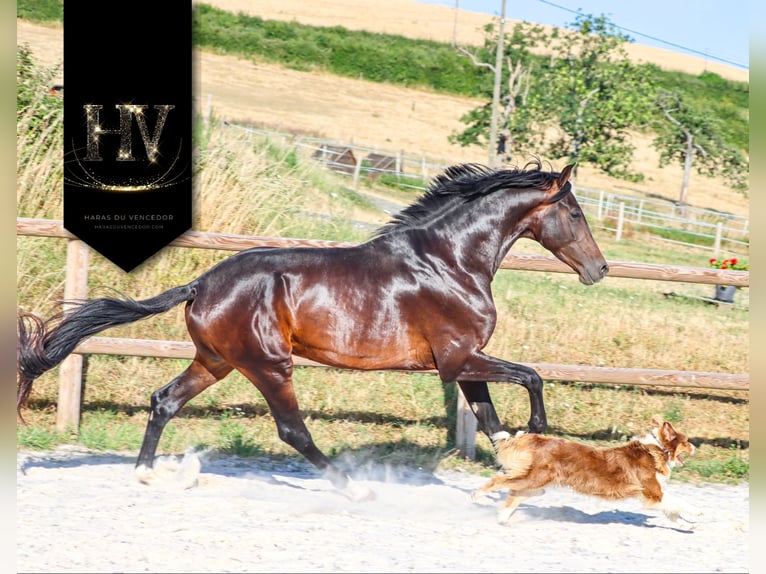 KWPN Hengst 4 Jahre 175 cm Brauner in Marly-sous-Issy