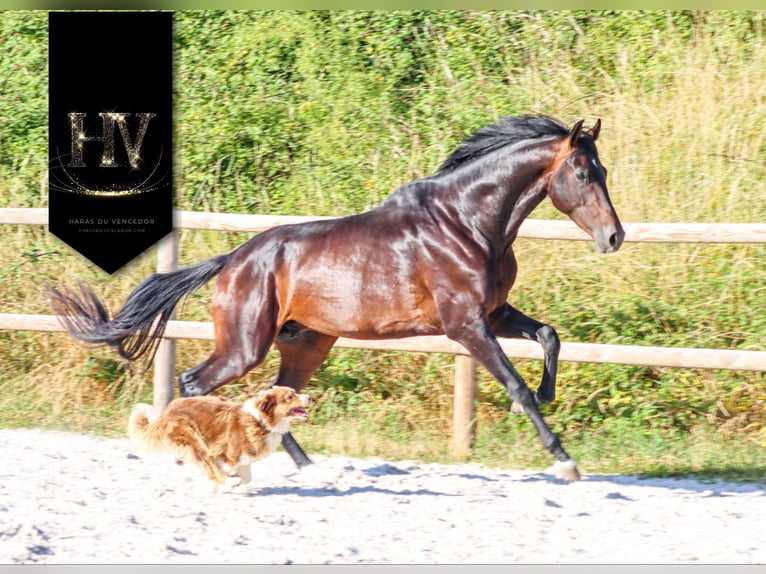 KWPN Hengst 4 Jahre 175 cm Brauner in Marly-sous-Issy