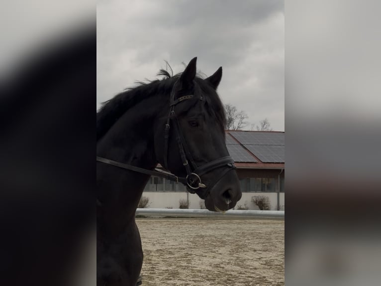 KWPN Hengst 4 Jahre 175 cm Rappe in Margarethen am Moos