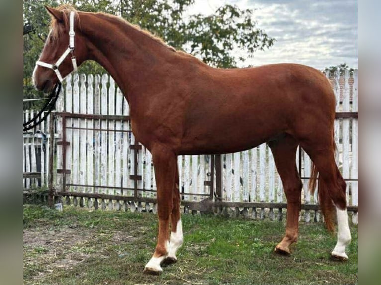 KWPN Hengst 4 Jahre 176 cm Dunkelfuchs in Gyomaendrőd