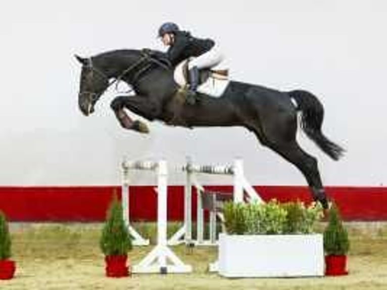 KWPN Hengst 4 Jahre 178 cm Dunkelbrauner in Waddinxveen