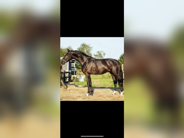KWPN Hengst 4 Jahre 180 cm Schwarzbrauner in Erp
