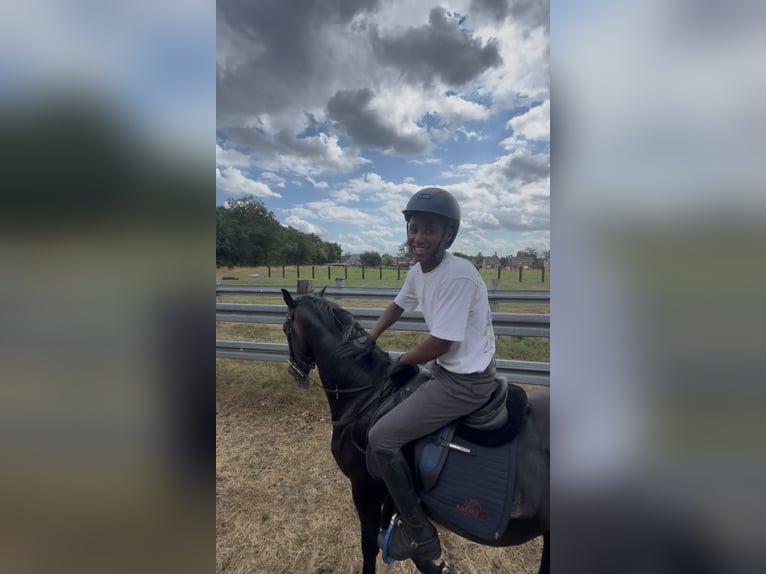 KWPN Hengst 5 Jaar 156 cm Zwartbruin in Bocholt