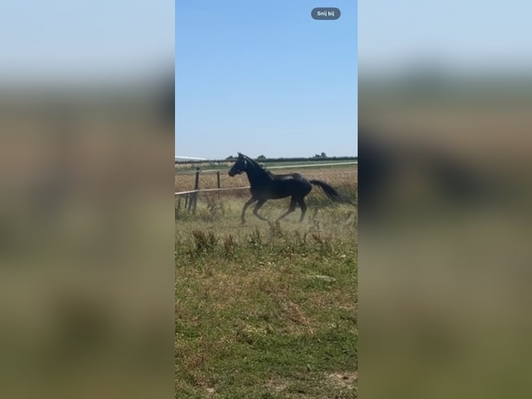 KWPN Hengst 5 Jaar 158 cm Zwartbruin in Bocholt