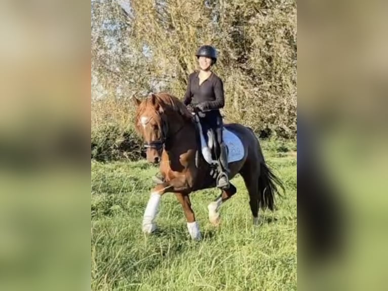 KWPN Hengst 5 Jaar 160 cm Vos in Bilthoven