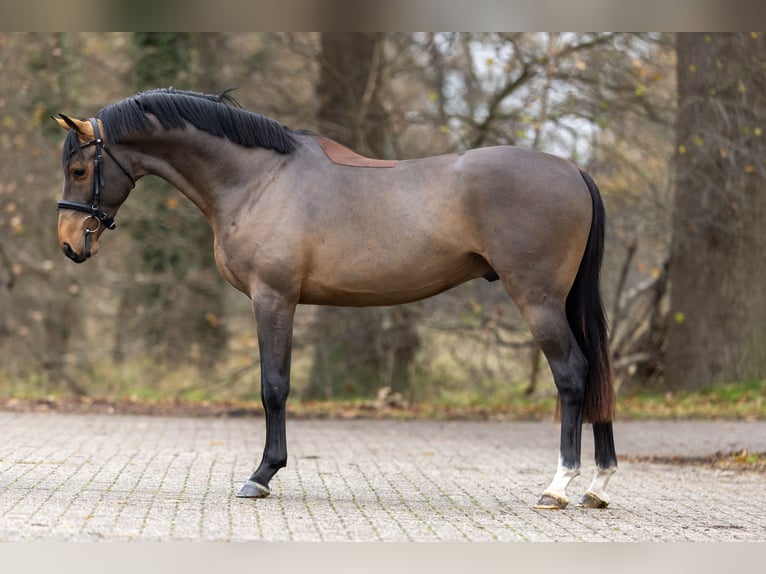 KWPN Hengst 5 Jaar 164 cm Bruin in GROTE-BROGEL