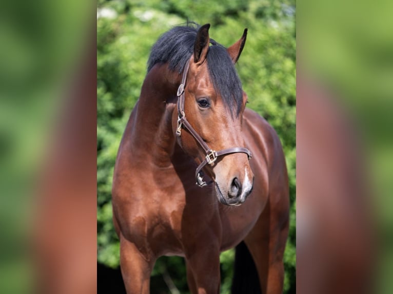 KWPN Hengst 5 Jaar 165 cm Bruin in Königsbach-Stein