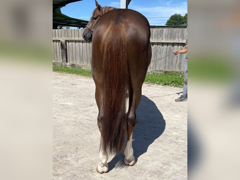 KWPN Hengst 5 Jaar 167 cm Donkere-vos in GROTE-BROGEL