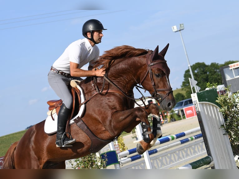 KWPN Hengst 5 Jaar 167 cm Donkere-vos in GROTE-BROGEL