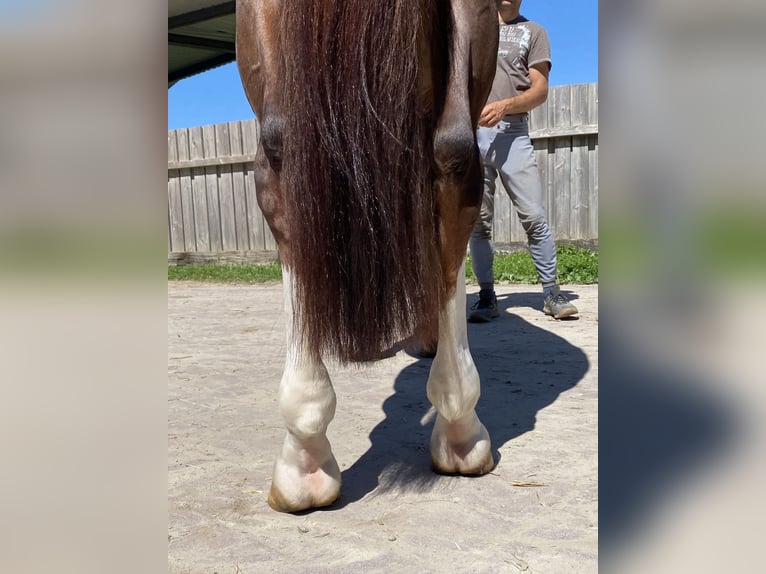 KWPN Hengst 5 Jaar 167 cm Donkere-vos in GROTE-BROGEL